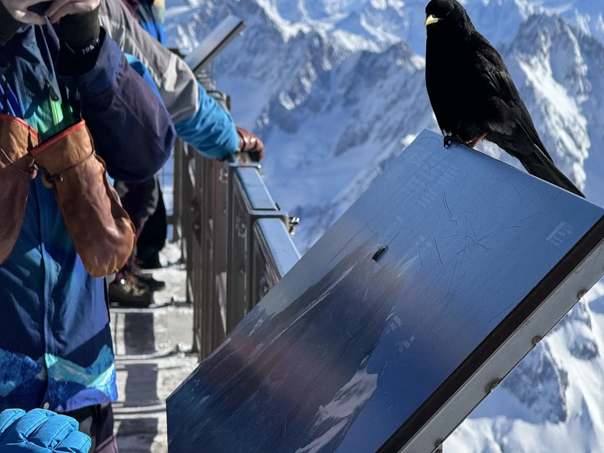 Un chocard sur la terrasse de l'Aiguille du Midi, face aux sommets