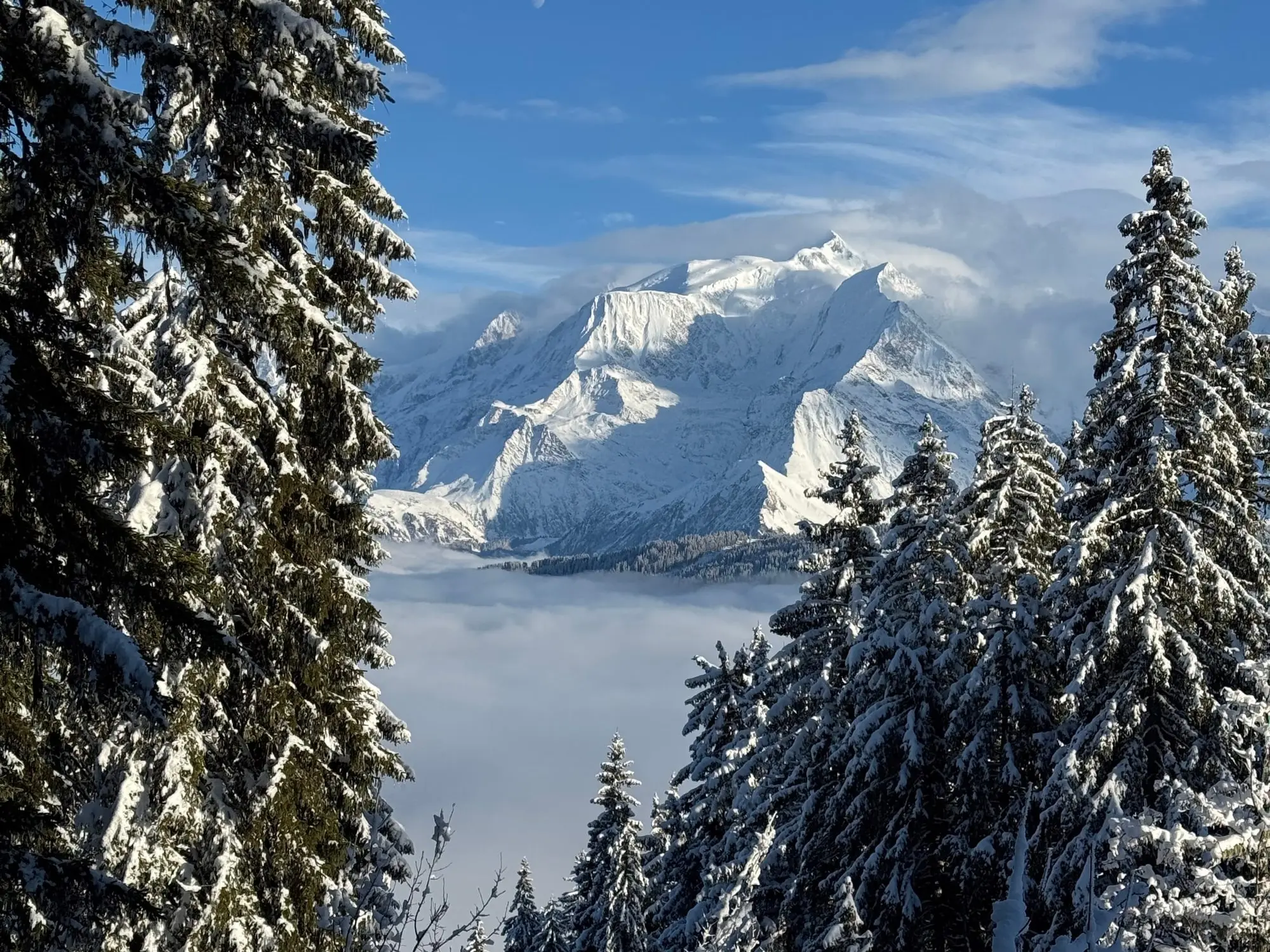 Le Mont-Blanc au-dessus de la mer de nuages, entre les sapins