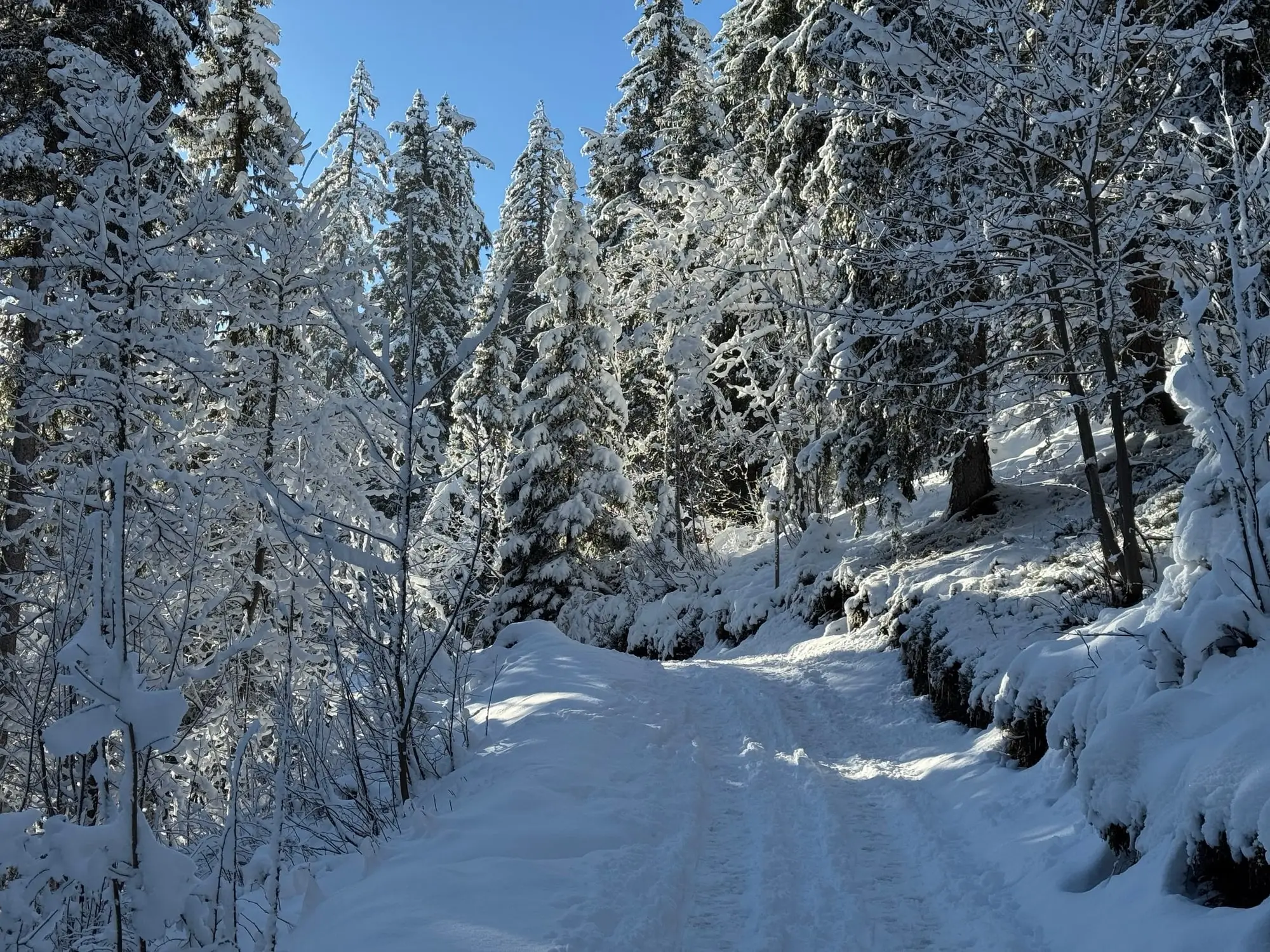 Un chemin forestier sous la neige, entre les sapins givrés