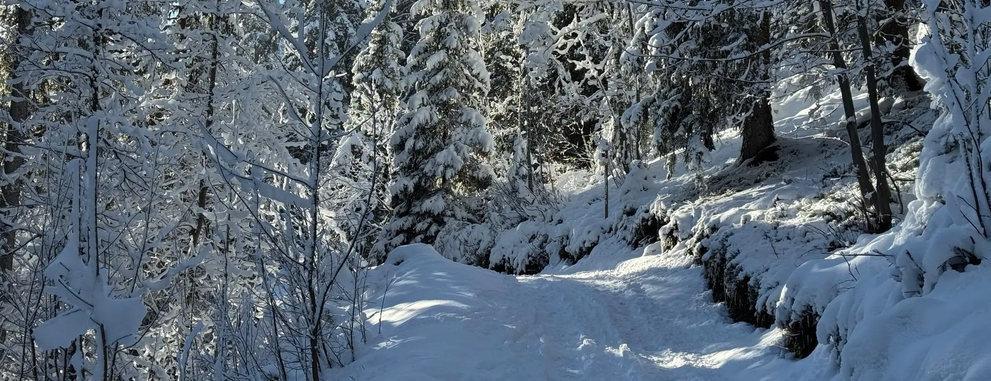 Un chemin forestier sous la neige, entre les sapins givrés