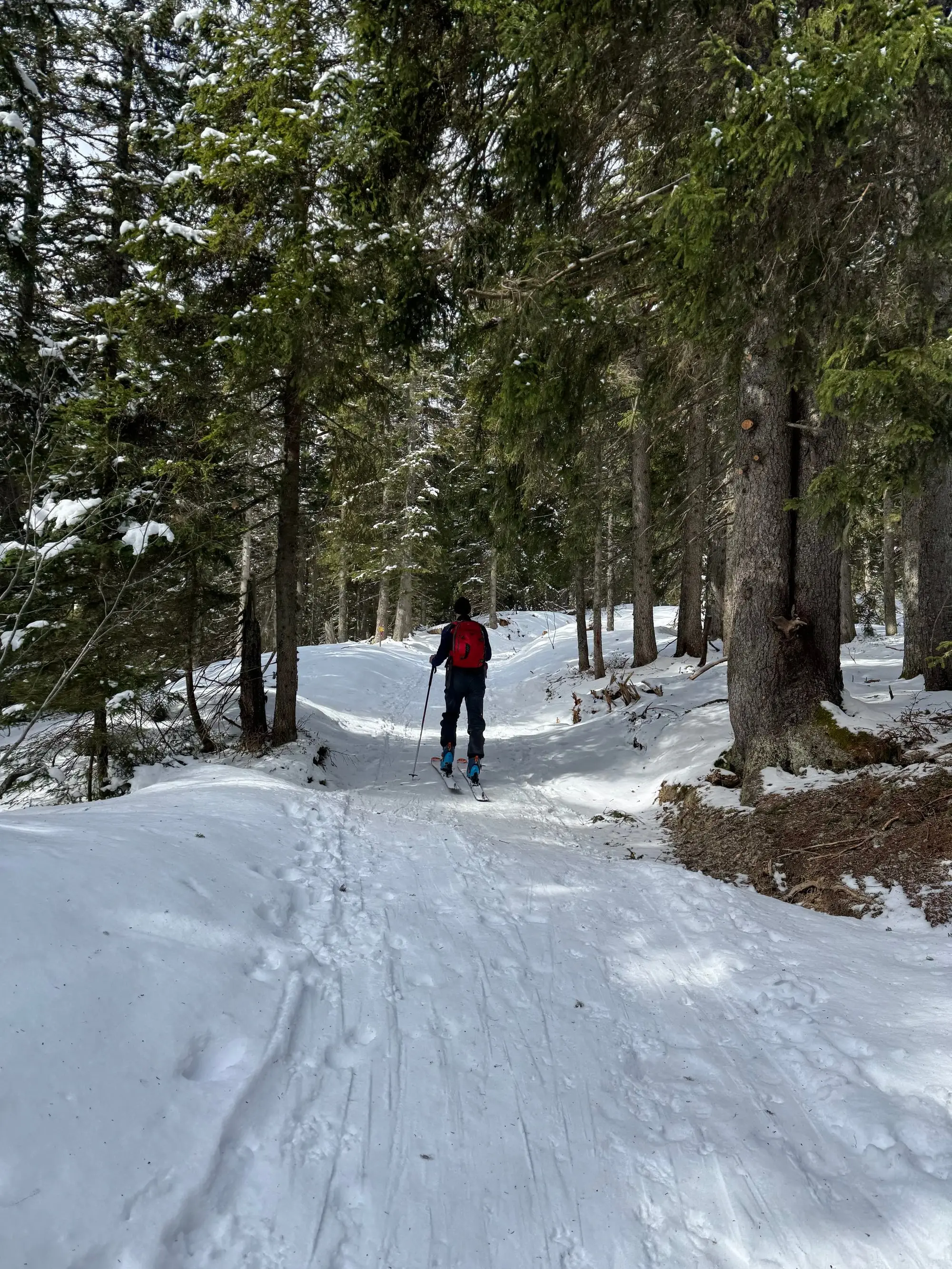 Un skieur de randonnée monte dans une forêt enneigée