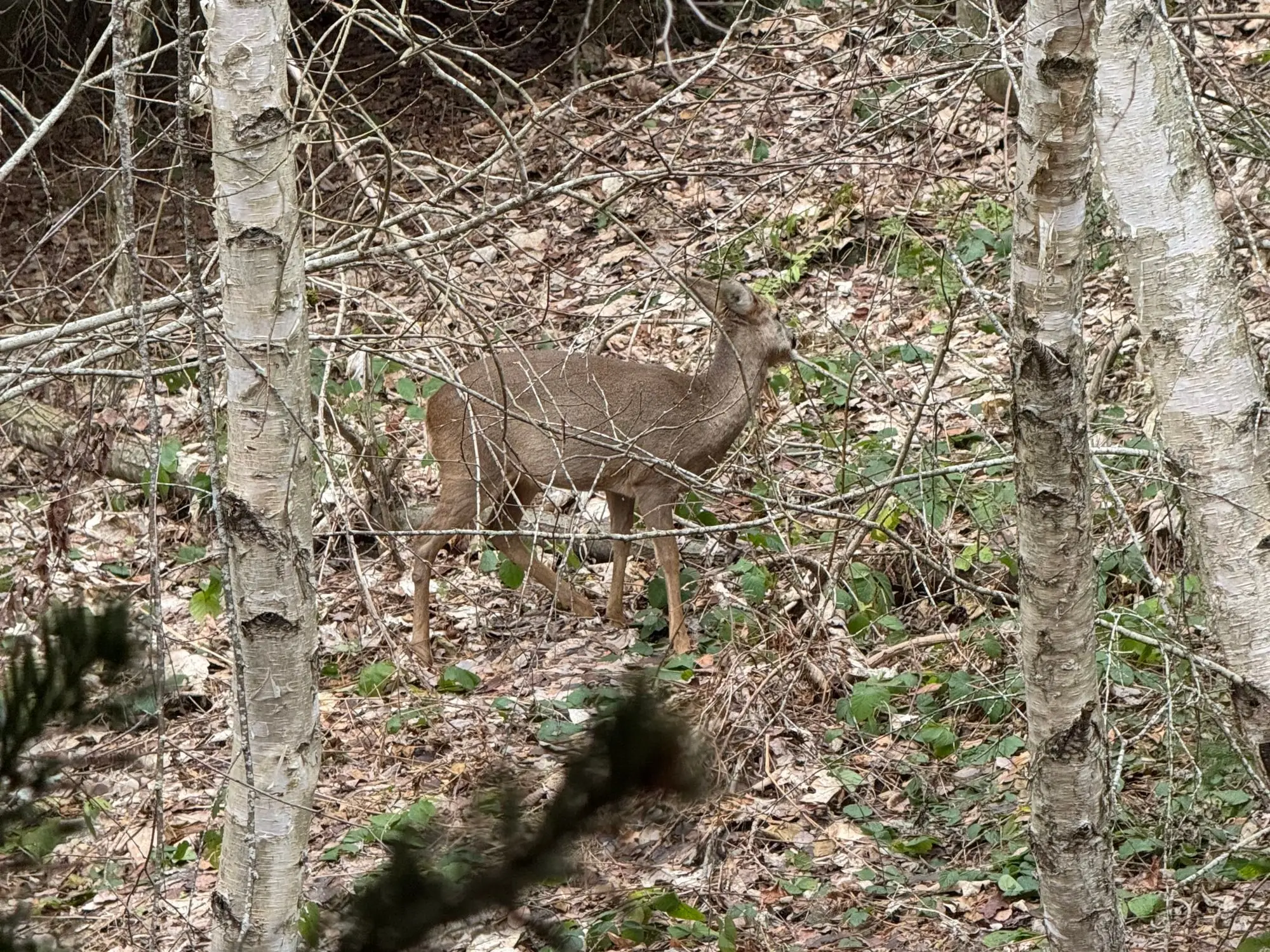 Un chevreuil dans le sous-bois, juste sous la résidence
